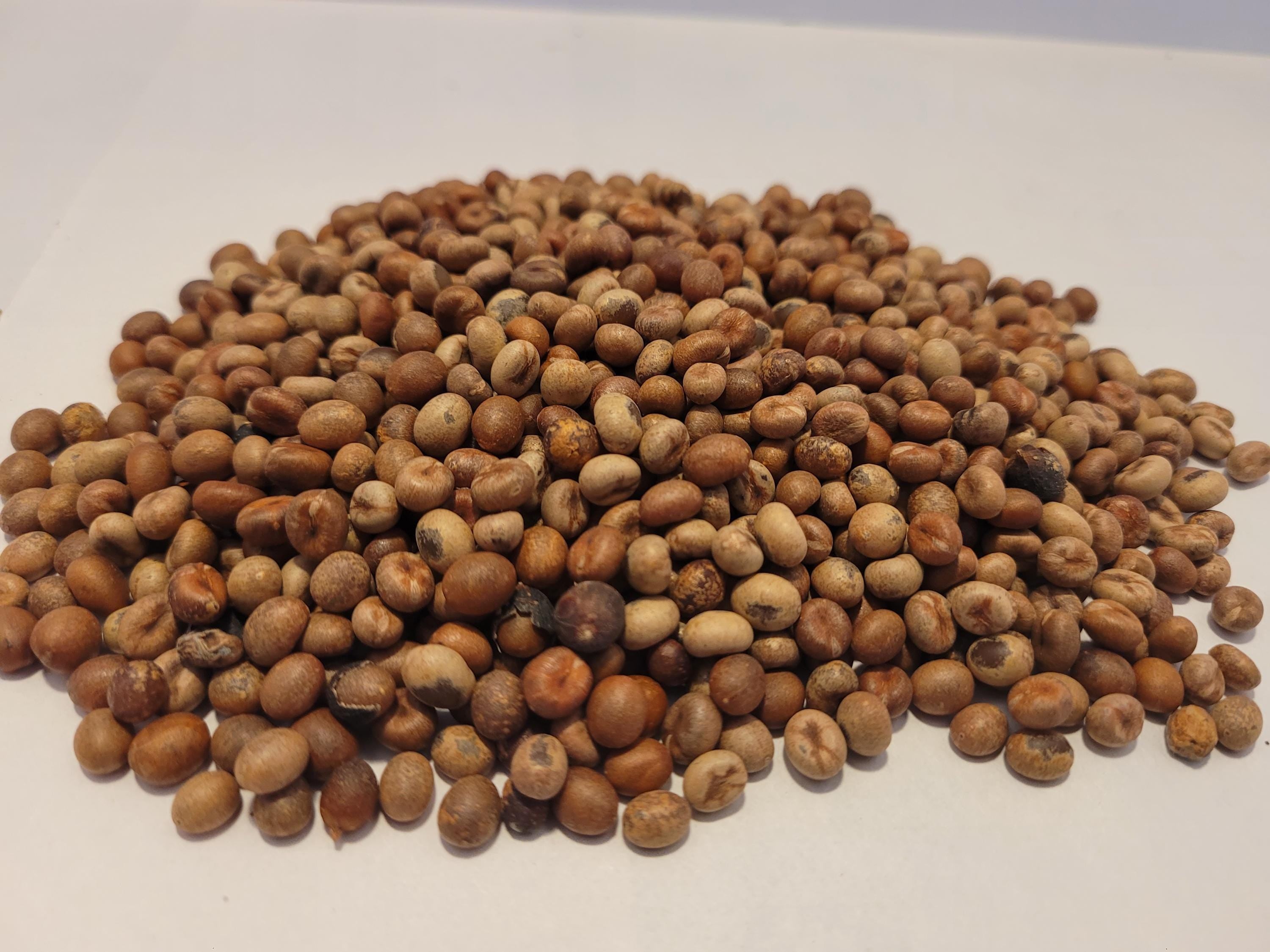 California Fan Palm Seed