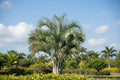 Jelly Palm / Butia Capitata Seeds