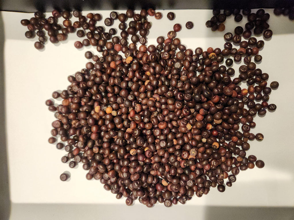 Sabal Minor Palm Seeds