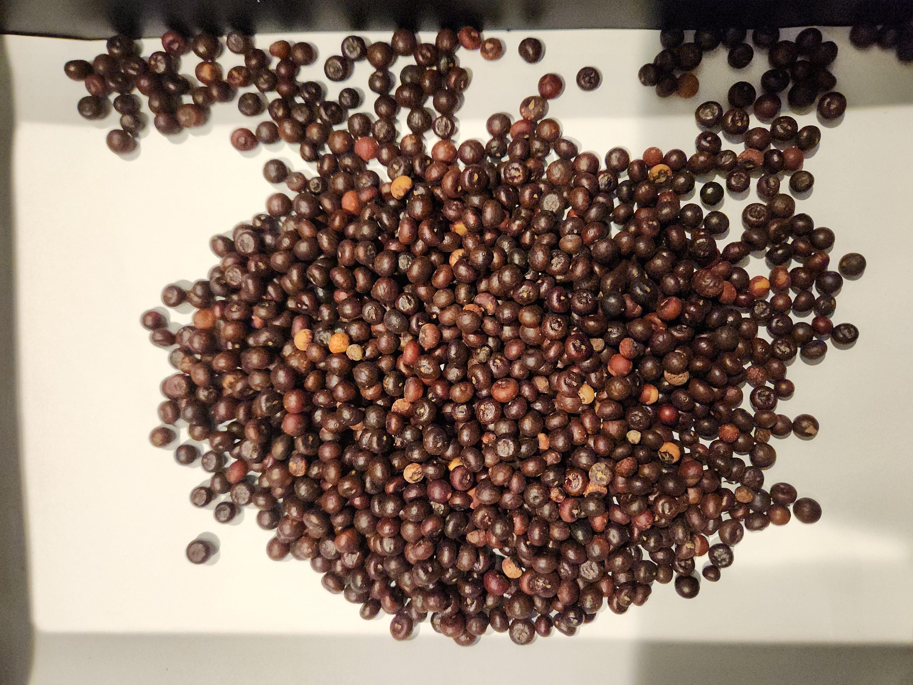 Sabal Minor Palm Seeds