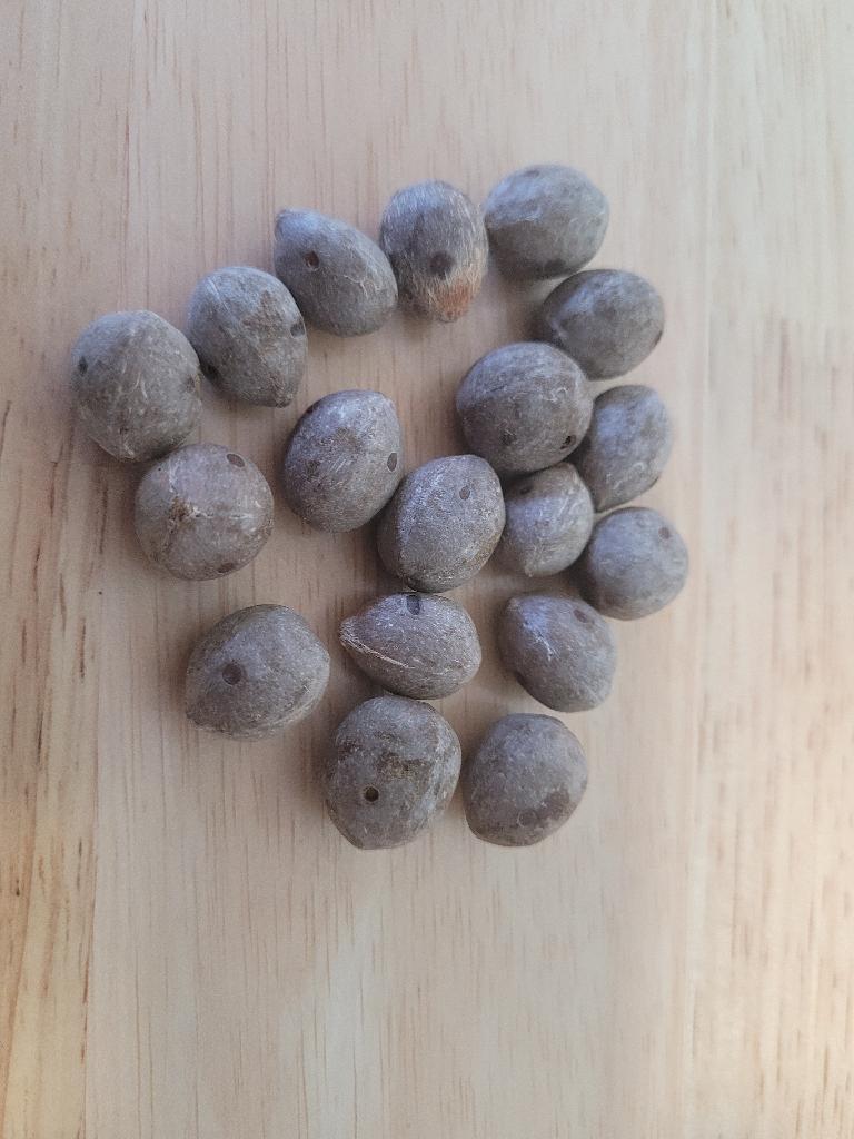 Jelly Palm / Butia Capitata Seeds