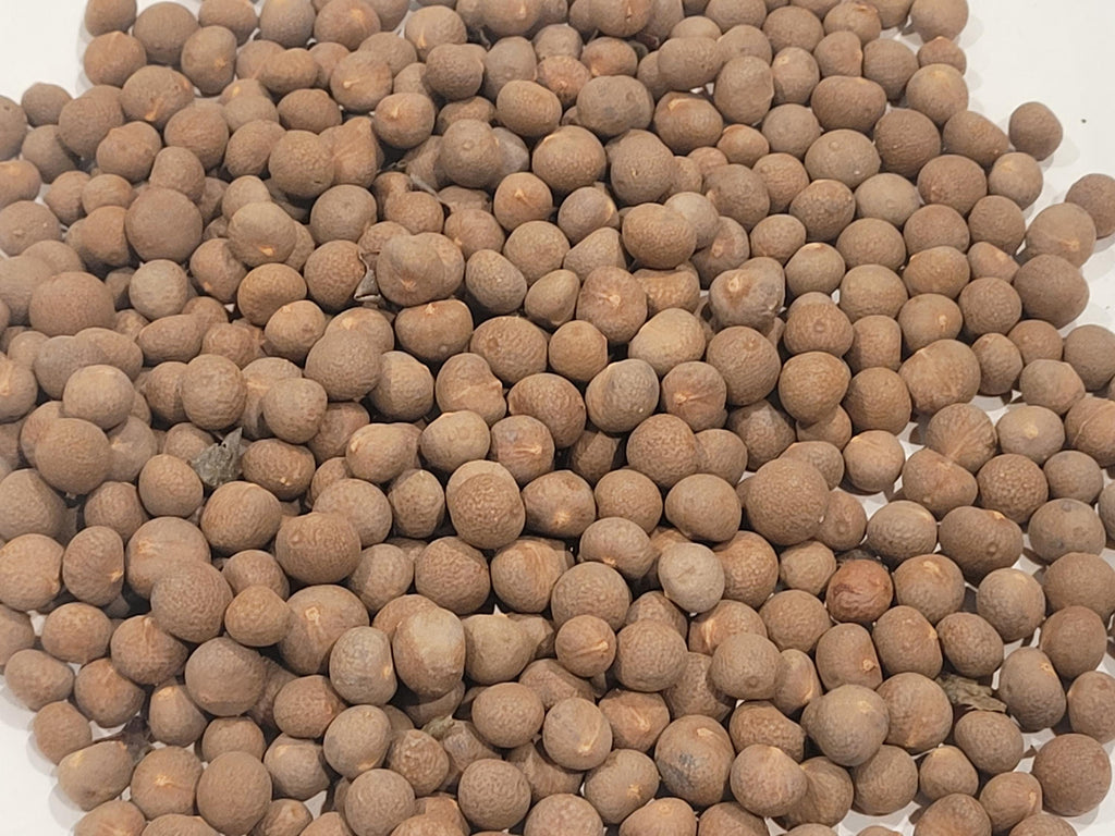 Blue Hesper Palm Seed