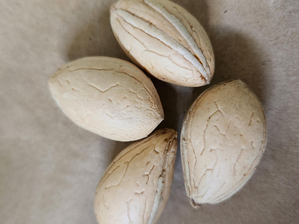 Cycas revoluta × taitungensis × panzhihuaensis Cycad Seeds - Rare
