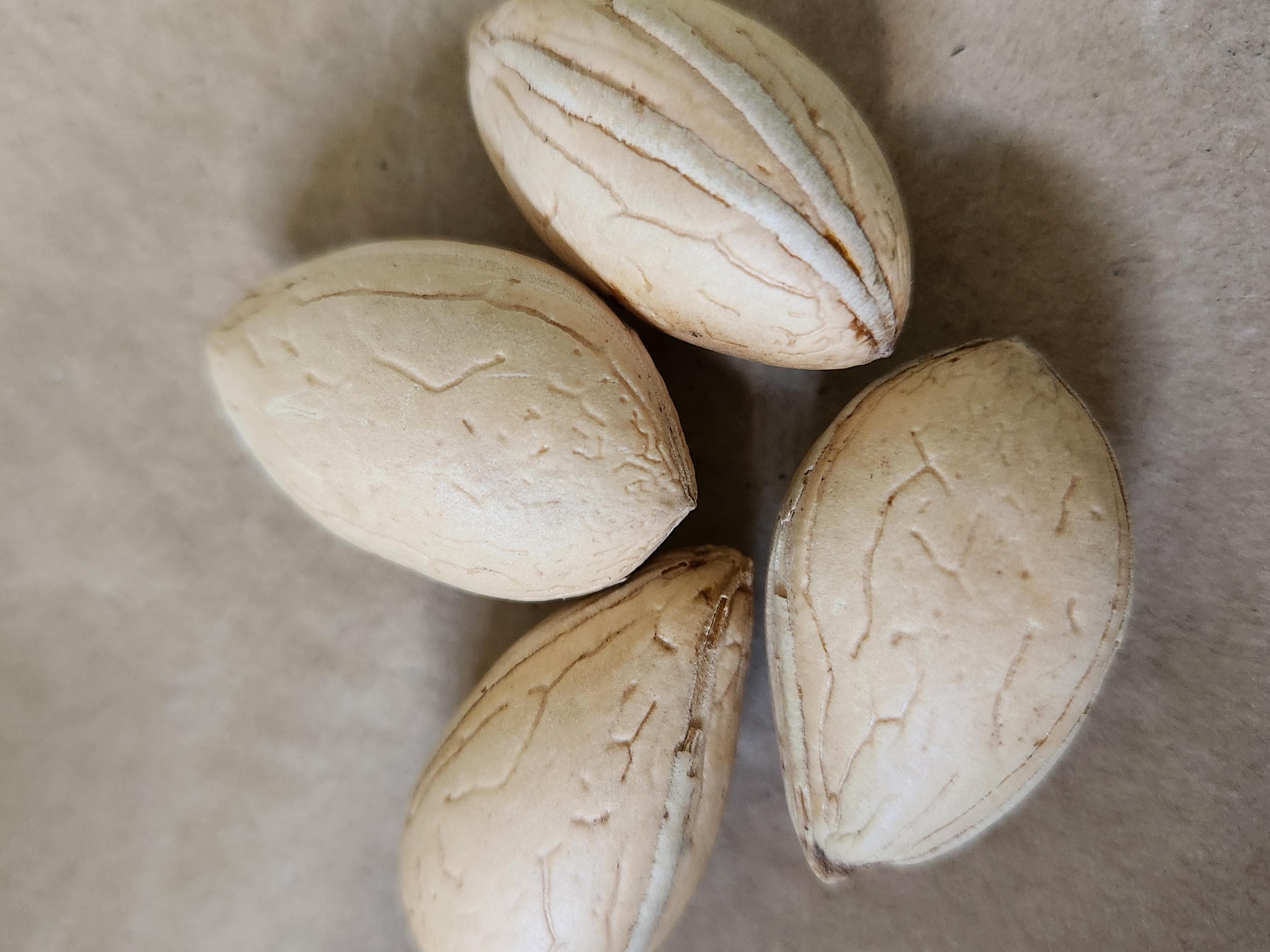 Cycas revoluta × taitungensis × panzhihuaensis Cycad Seeds - Rare