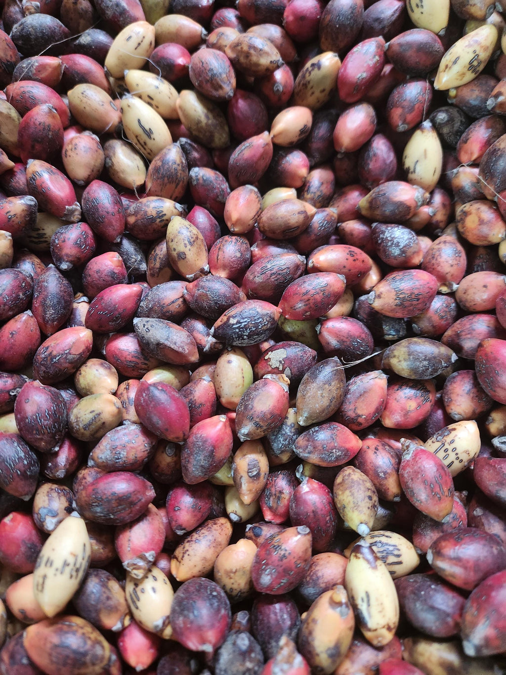 Kentia Palm Seed - FRESH - Harvested Middle of March - Red & Ripe