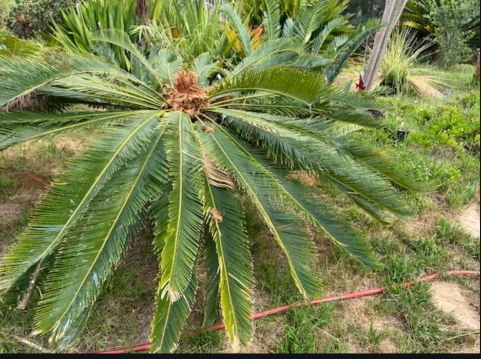 Cycas revoluta × taitungensis × panzhihuaensis Cycad Seeds - Rare