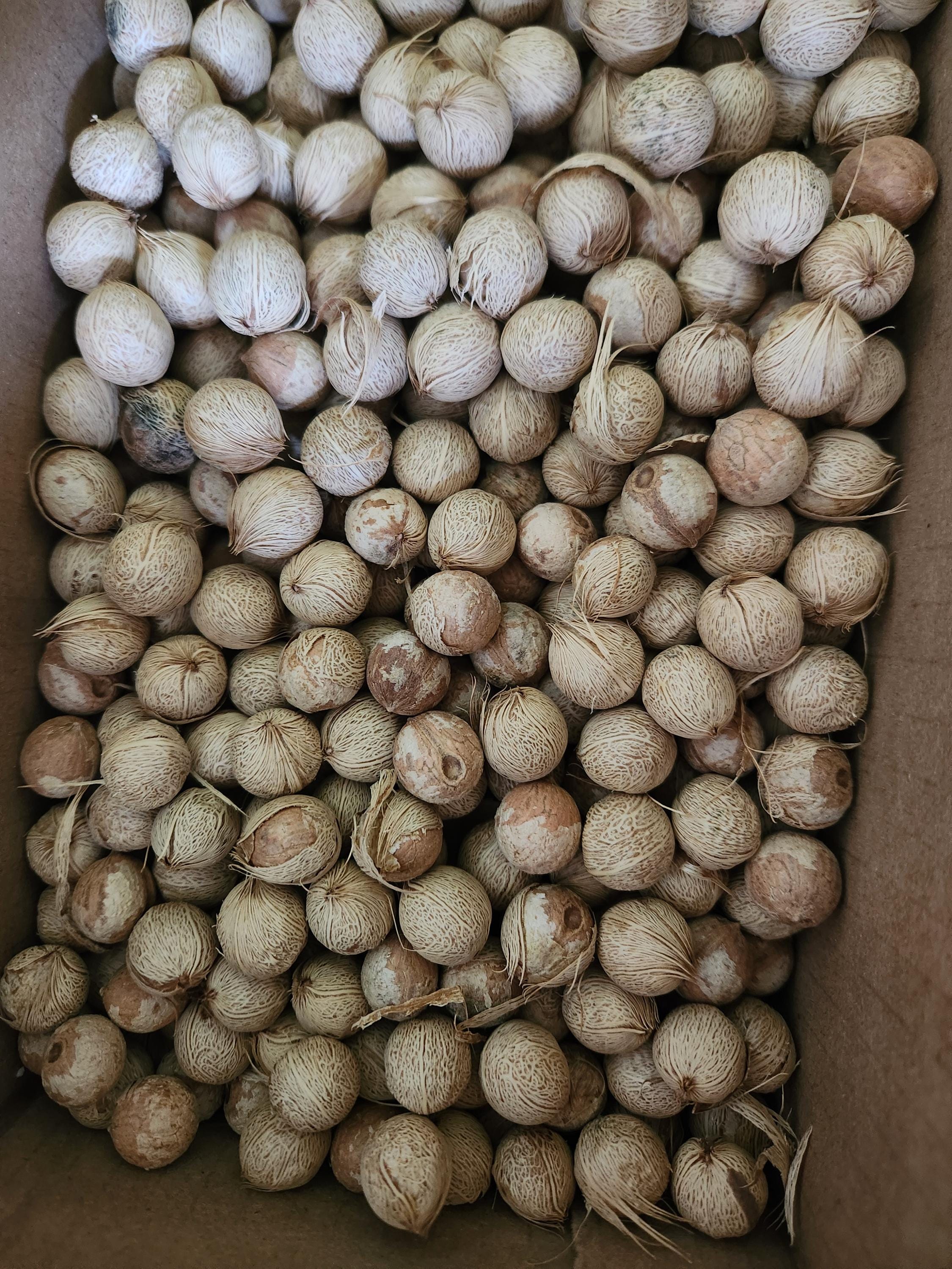 Triangle Palm Seeds