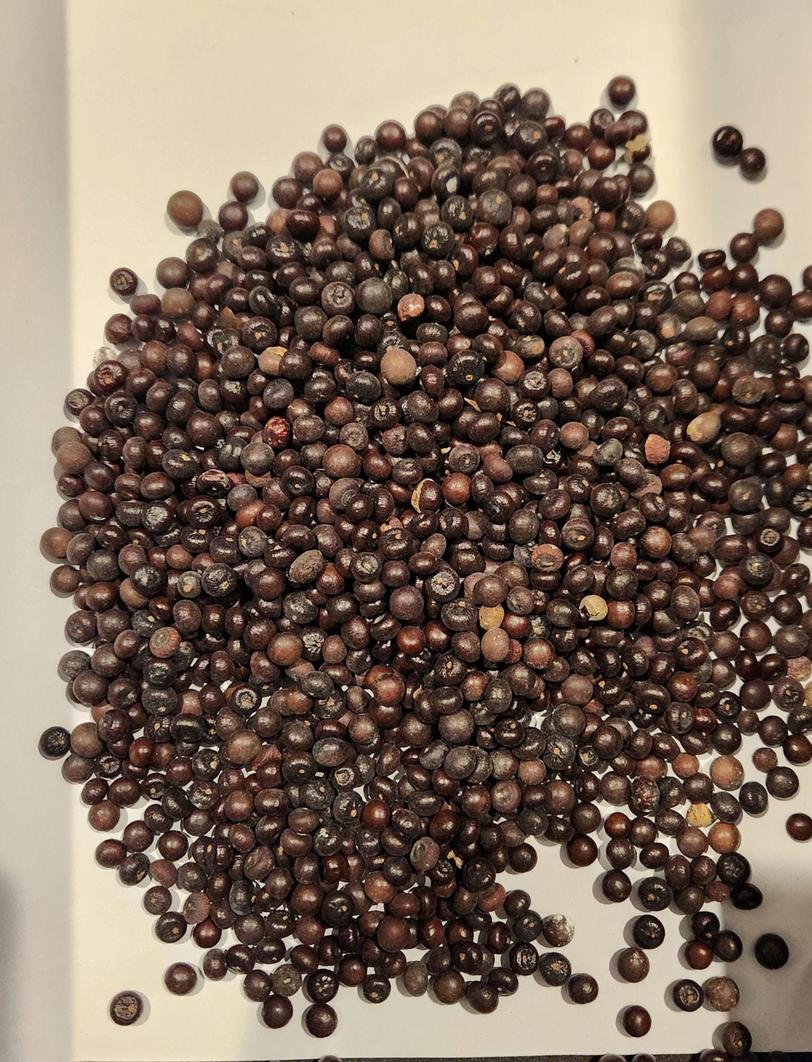 Sabal Palmetto Seed / Cabbage Palm Seed
