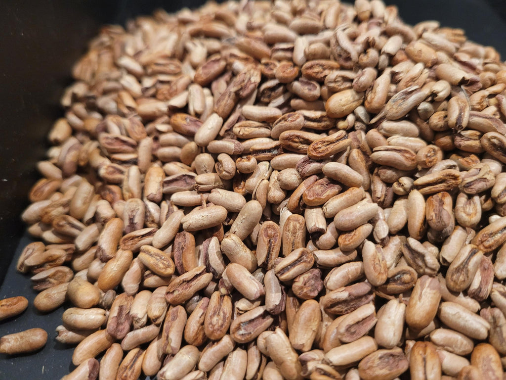 Pygmy Date Palm Seed