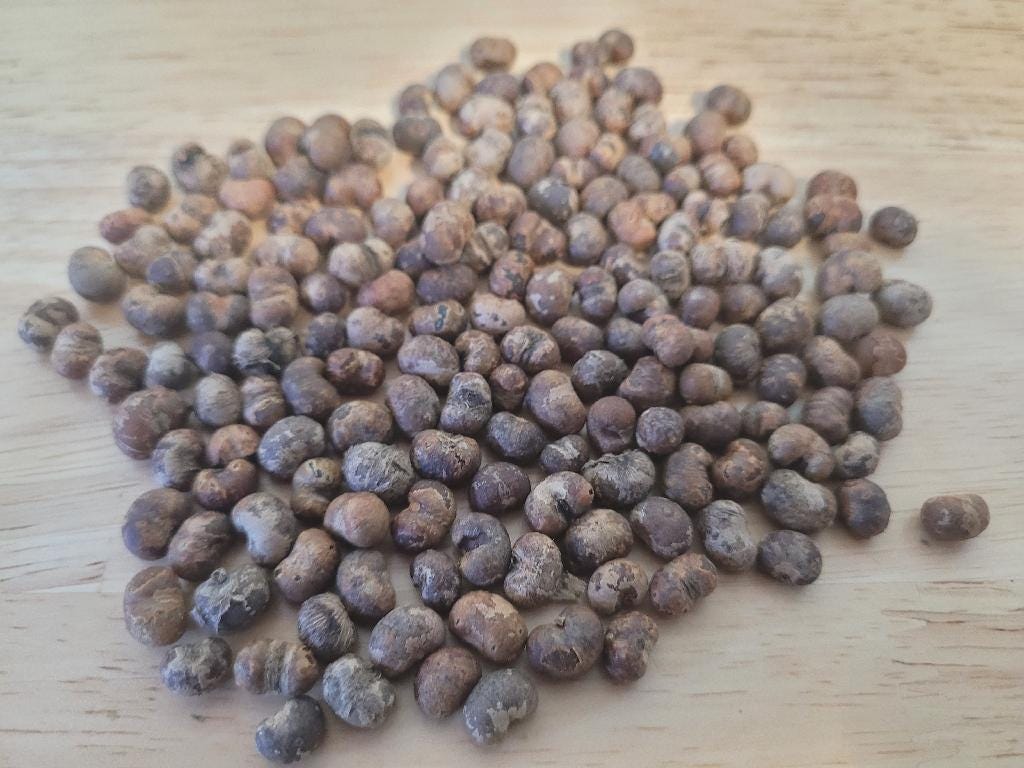 Windmill Palm Seeds