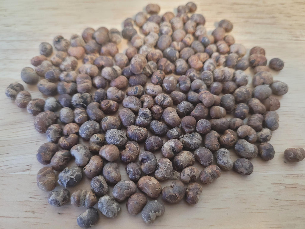 Cold Tolerant Palm Seed Bundle