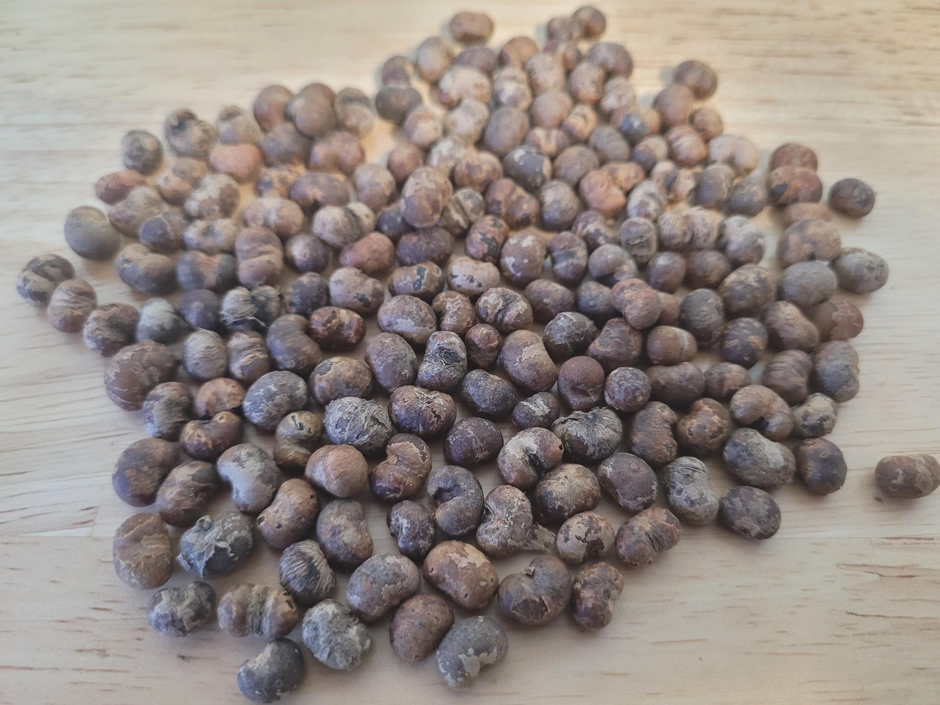 Cold Tolerant Palm Seed Bundle