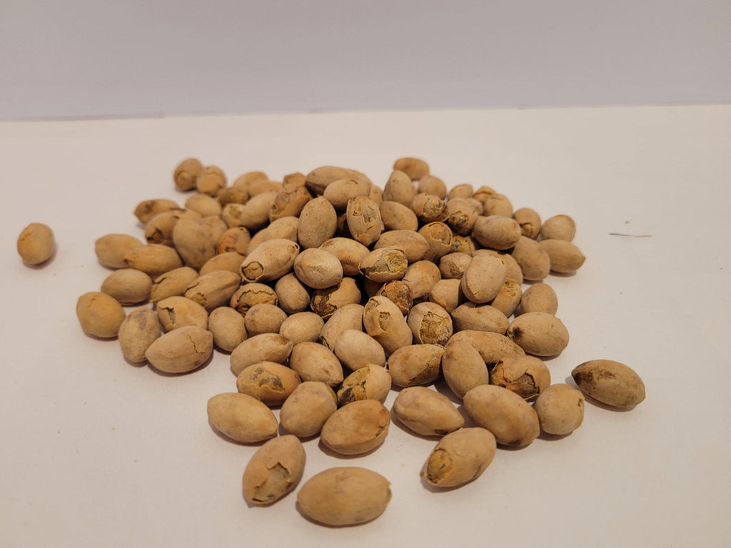 Fountain Palm Seed