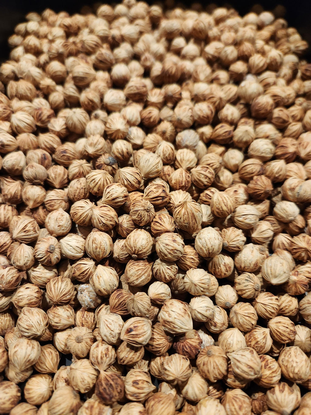 King Palm Seed