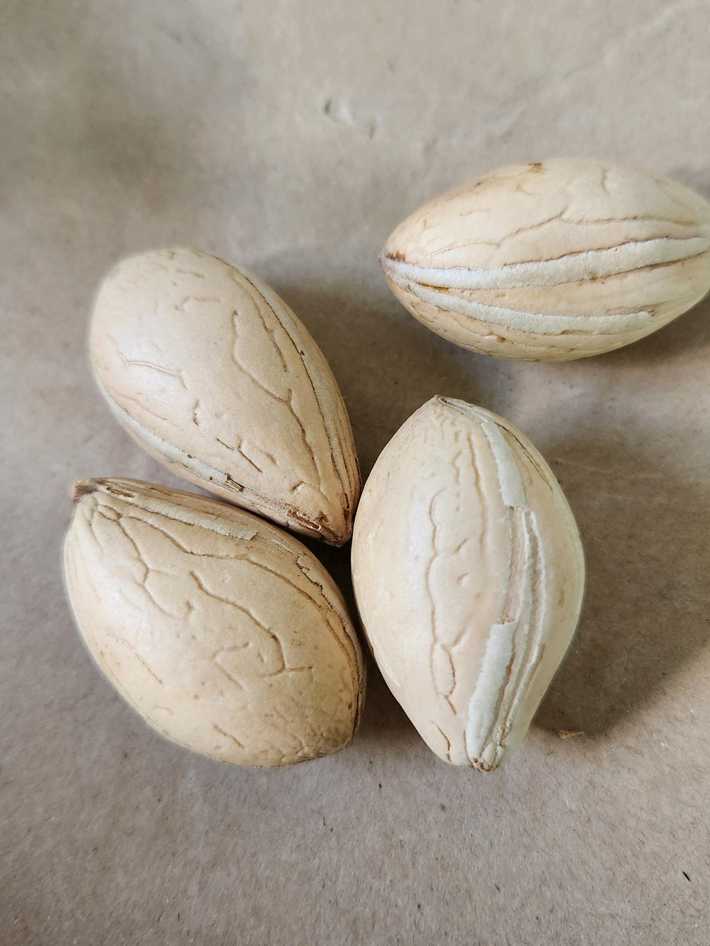 Cycas revoluta × taitungensis × panzhihuaensis Cycad Seeds - Rare