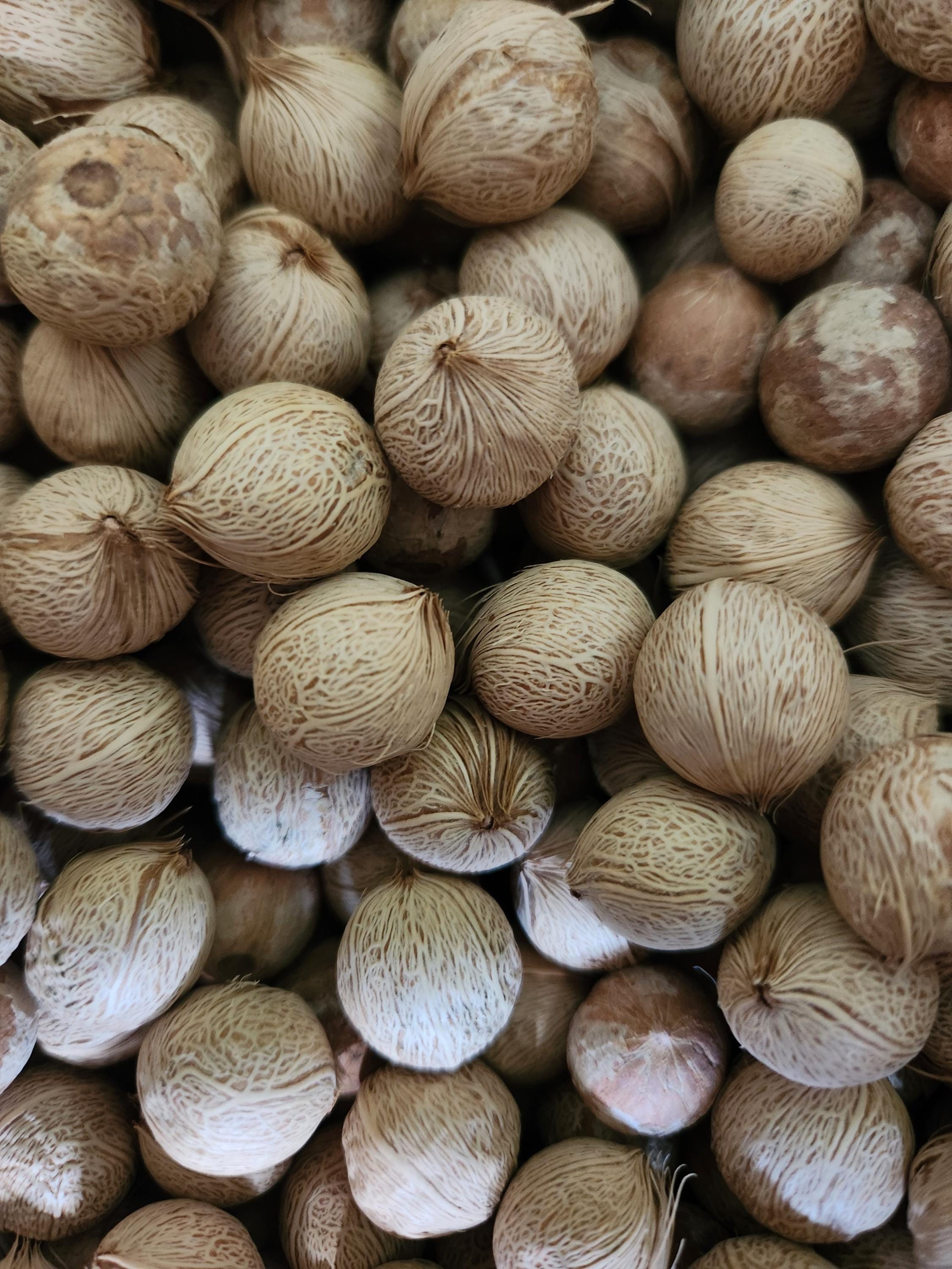 Triangle Palm Seeds