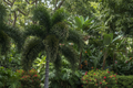 Foxtail Palm Seed
