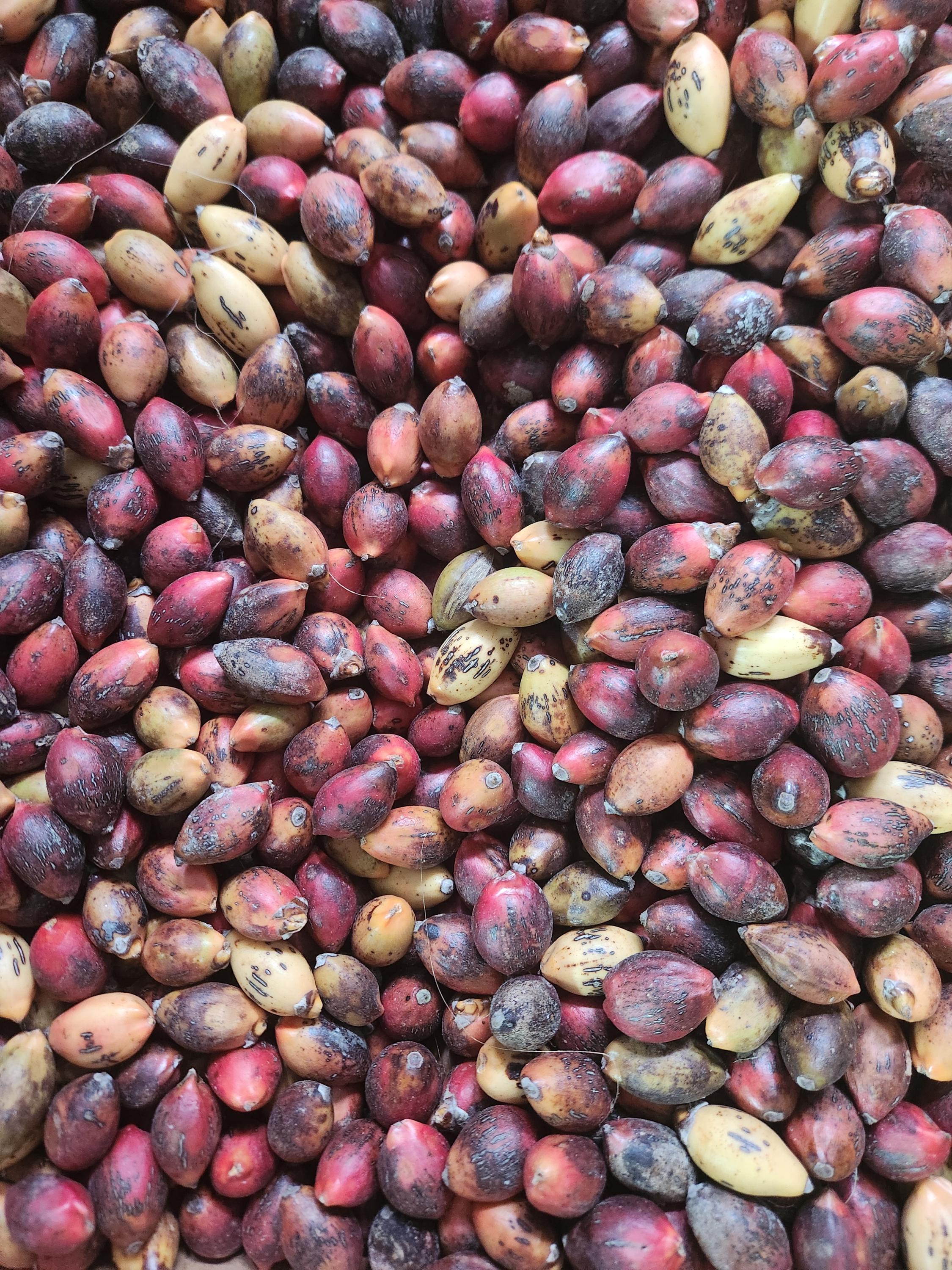 Kentia Palm Seed - FRESH - Harvested Middle of March - Red & Ripe
