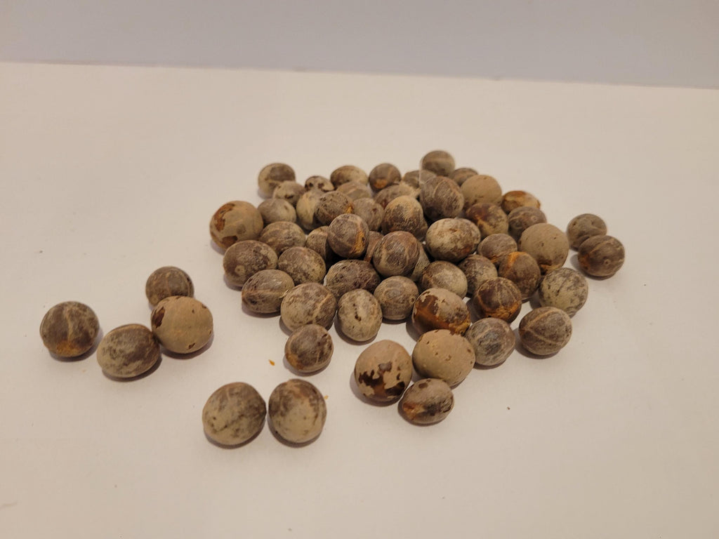 European Fan Palm Seed