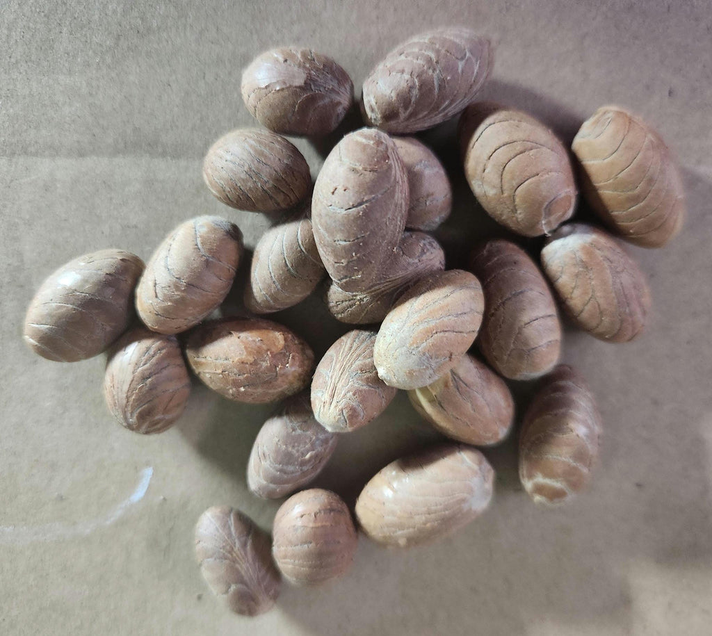 Deshelled Kentia Palm Seeds - FRESH