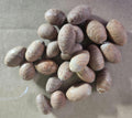 Deshelled Kentia Palm Seeds - FRESH