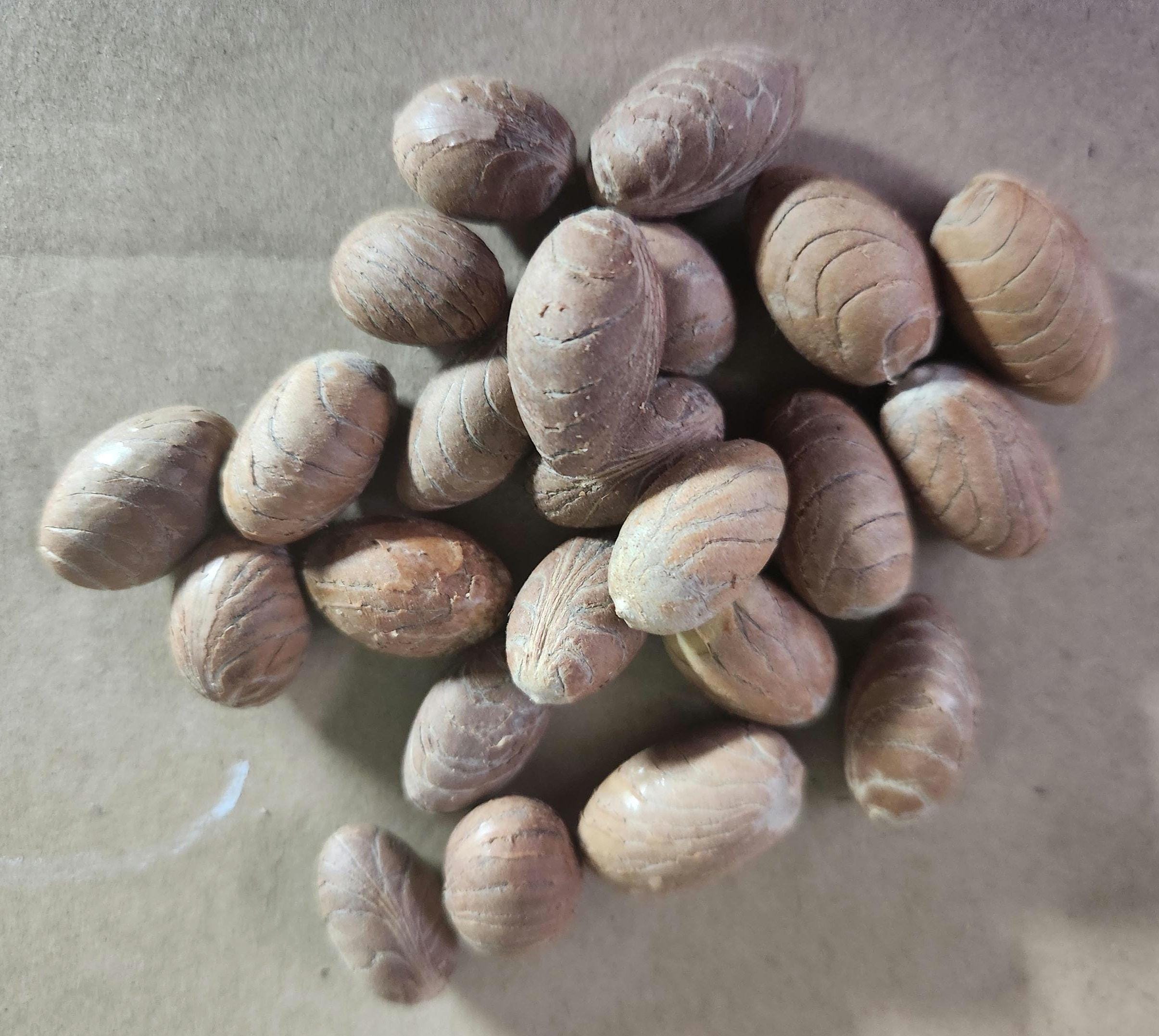 Deshelled Kentia Palm Seeds - FRESH