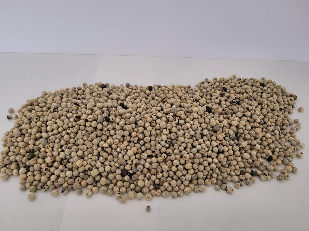 Parlor Palm Seed