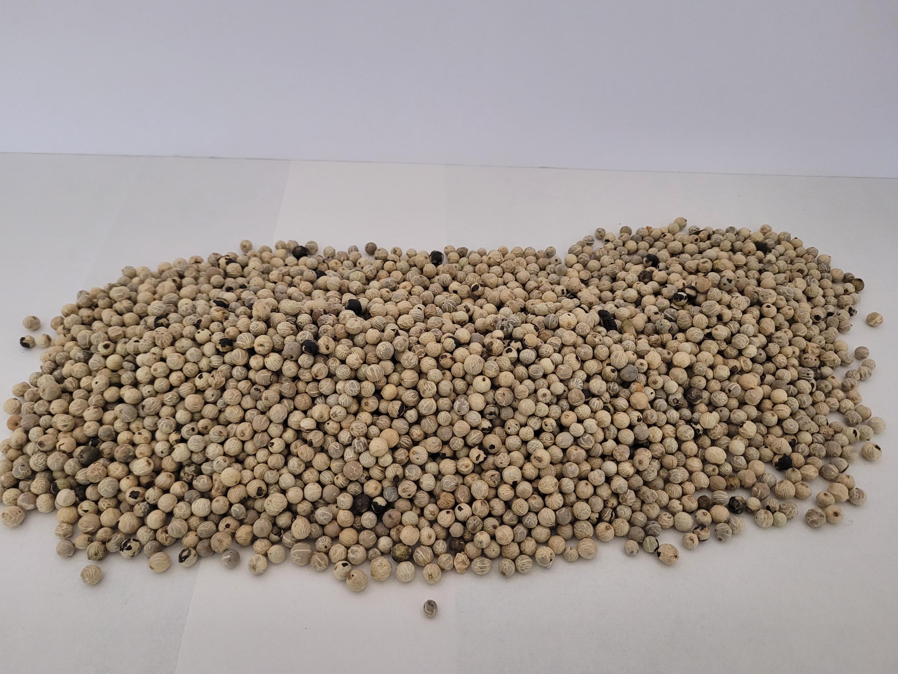 Parlor Palm Seed