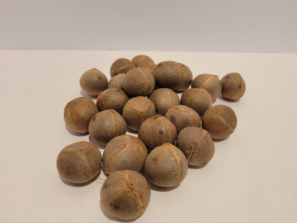 Chilean Wine Palm Seed