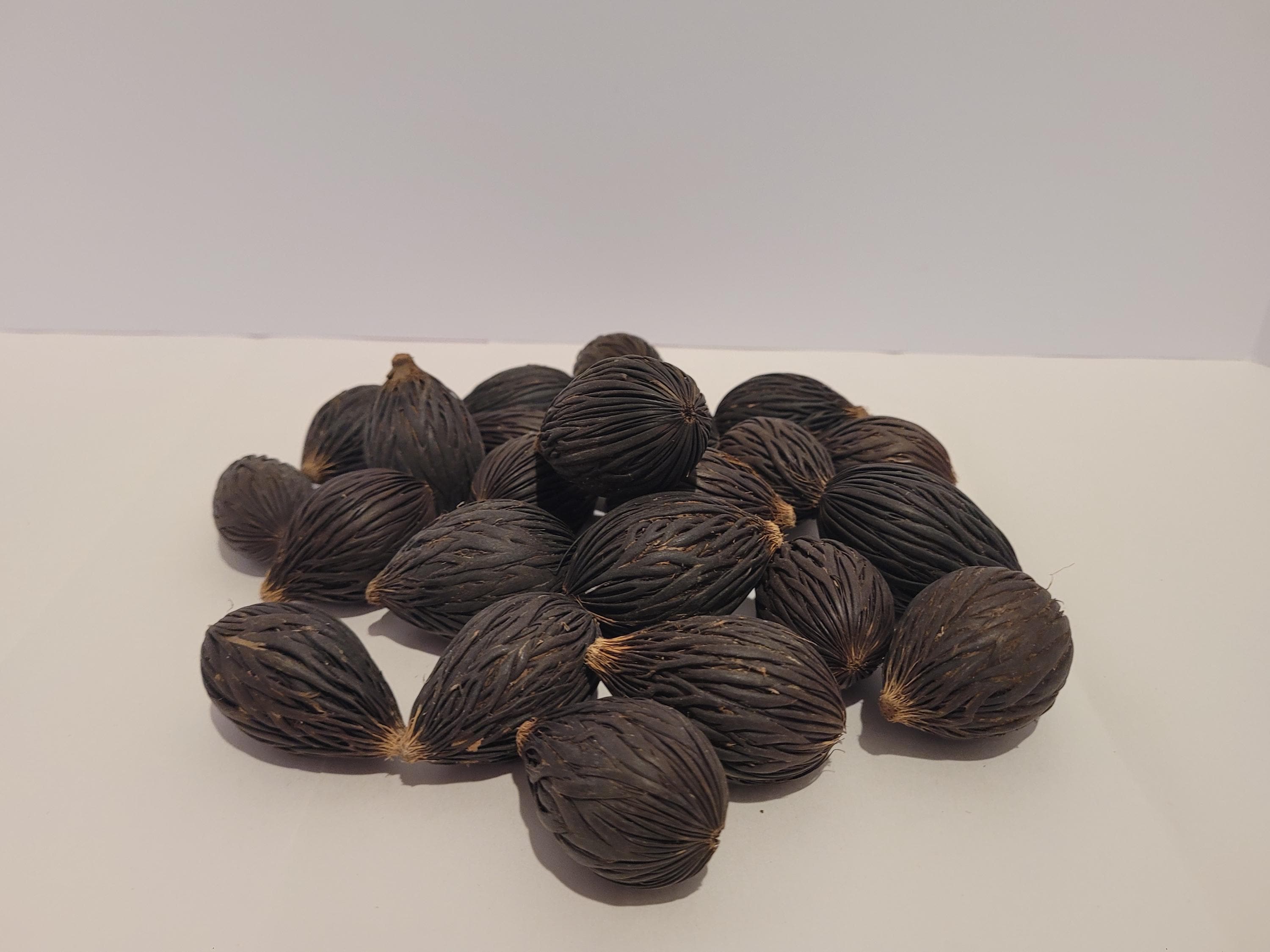 Foxtail Palm Seed
