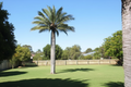 Chilean Wine Palm Seed