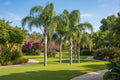 Queen Palm Seed