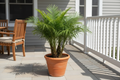 Pygmy Date Palm Seed