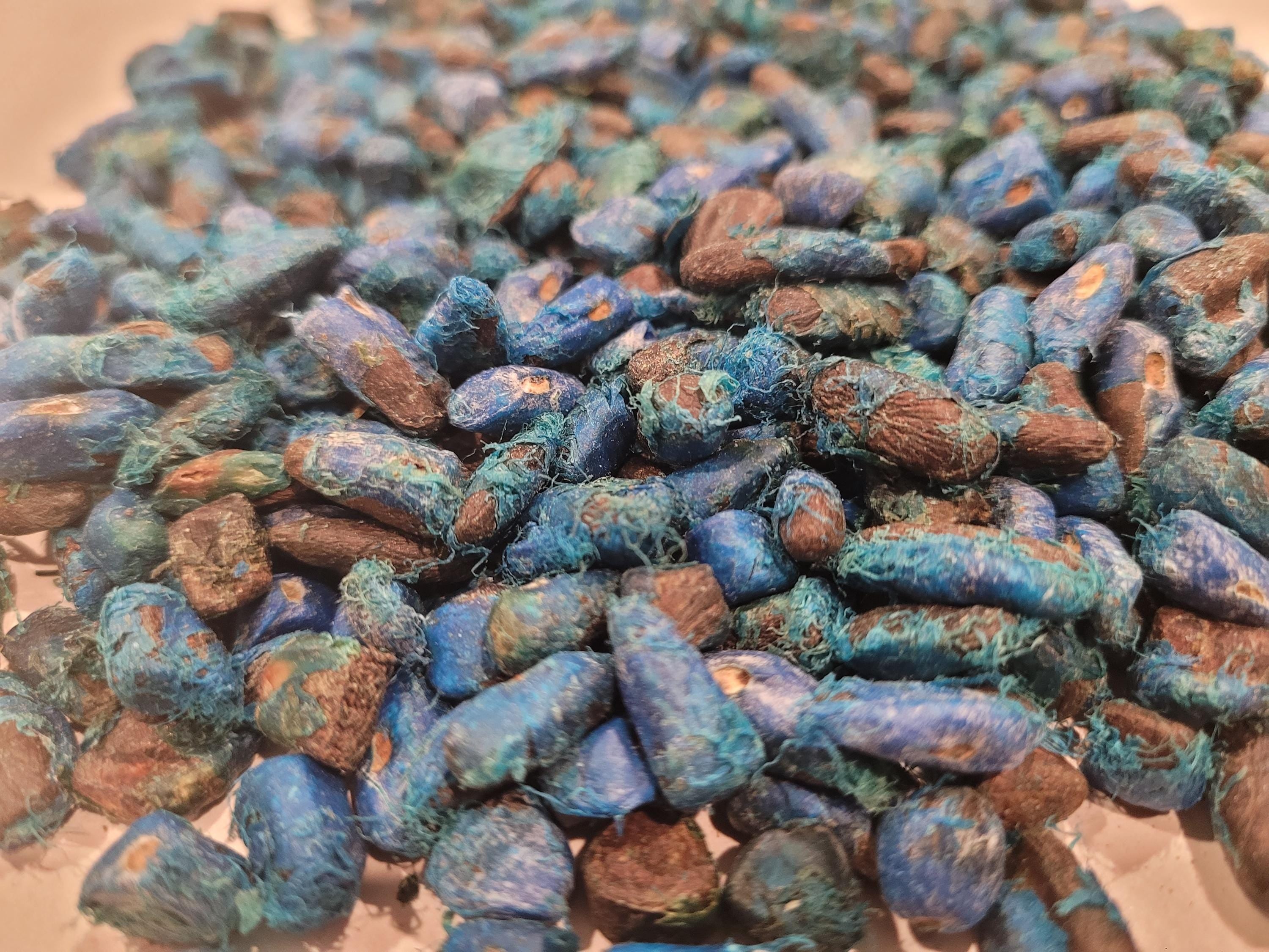 Travellers Palm Seed