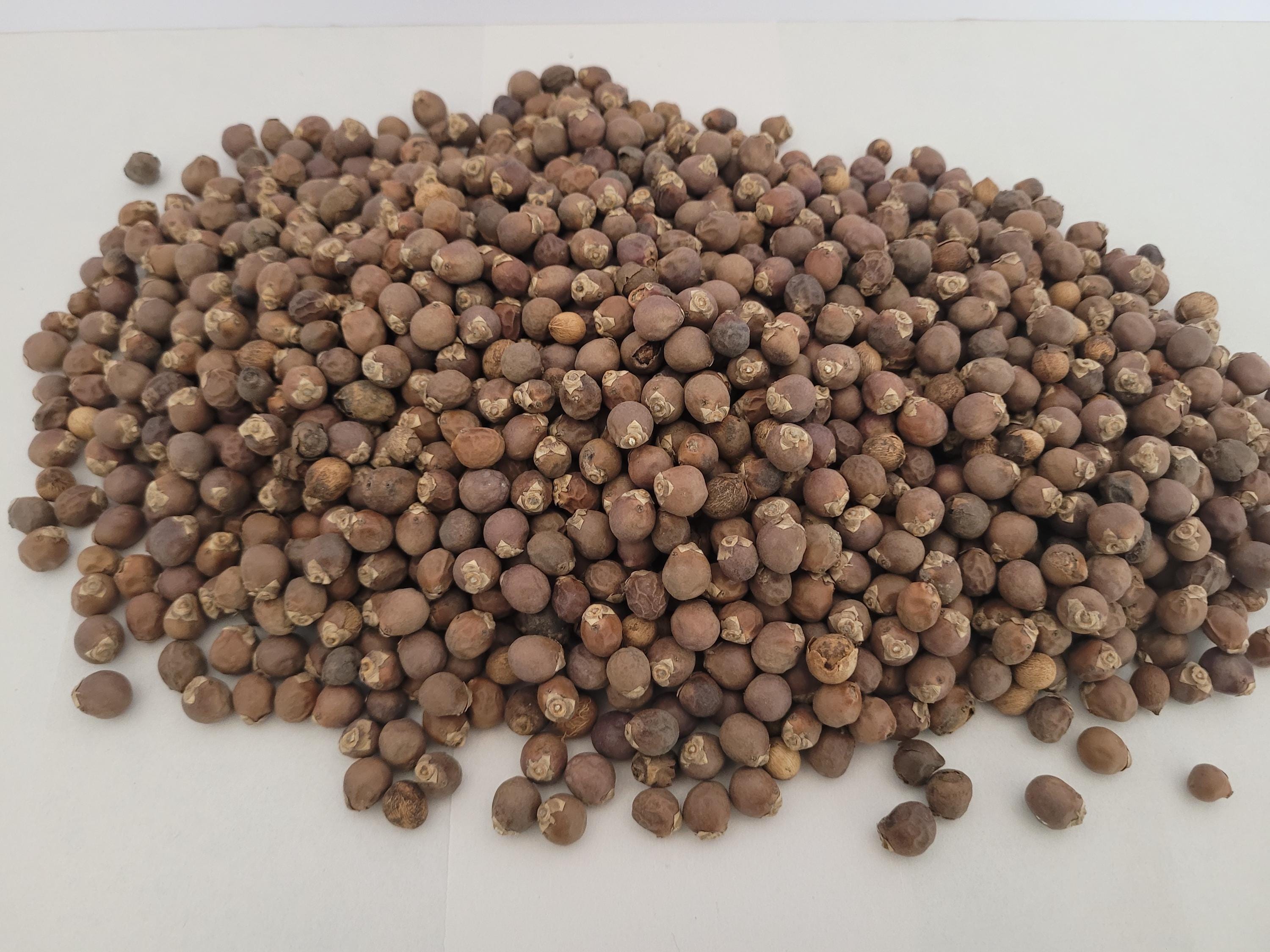 Cold Tolerant Palm Seed Bundle