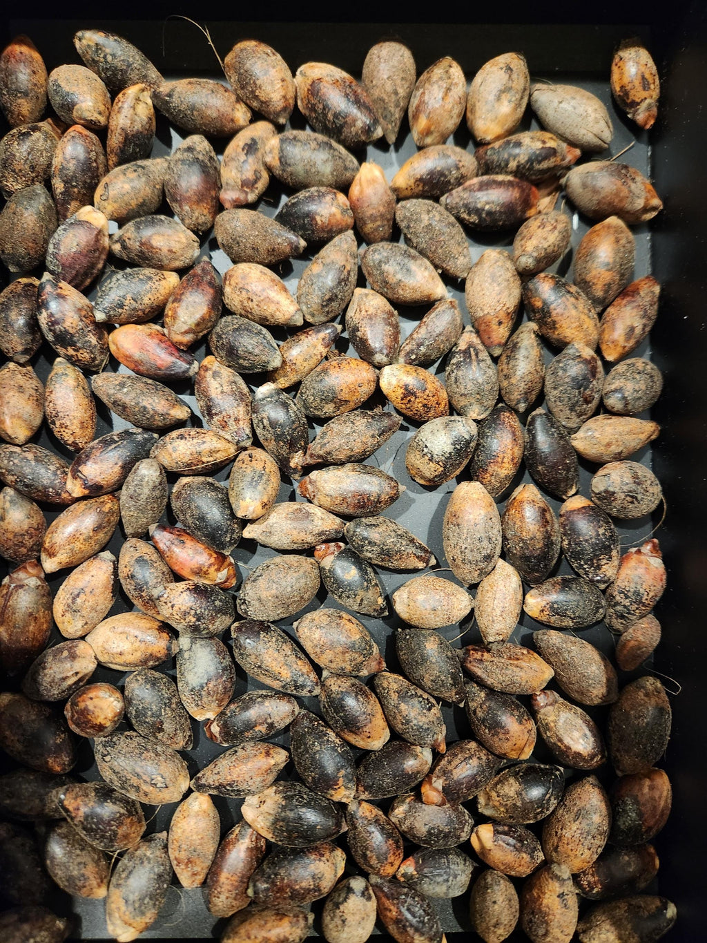 Kentia Palm Seed