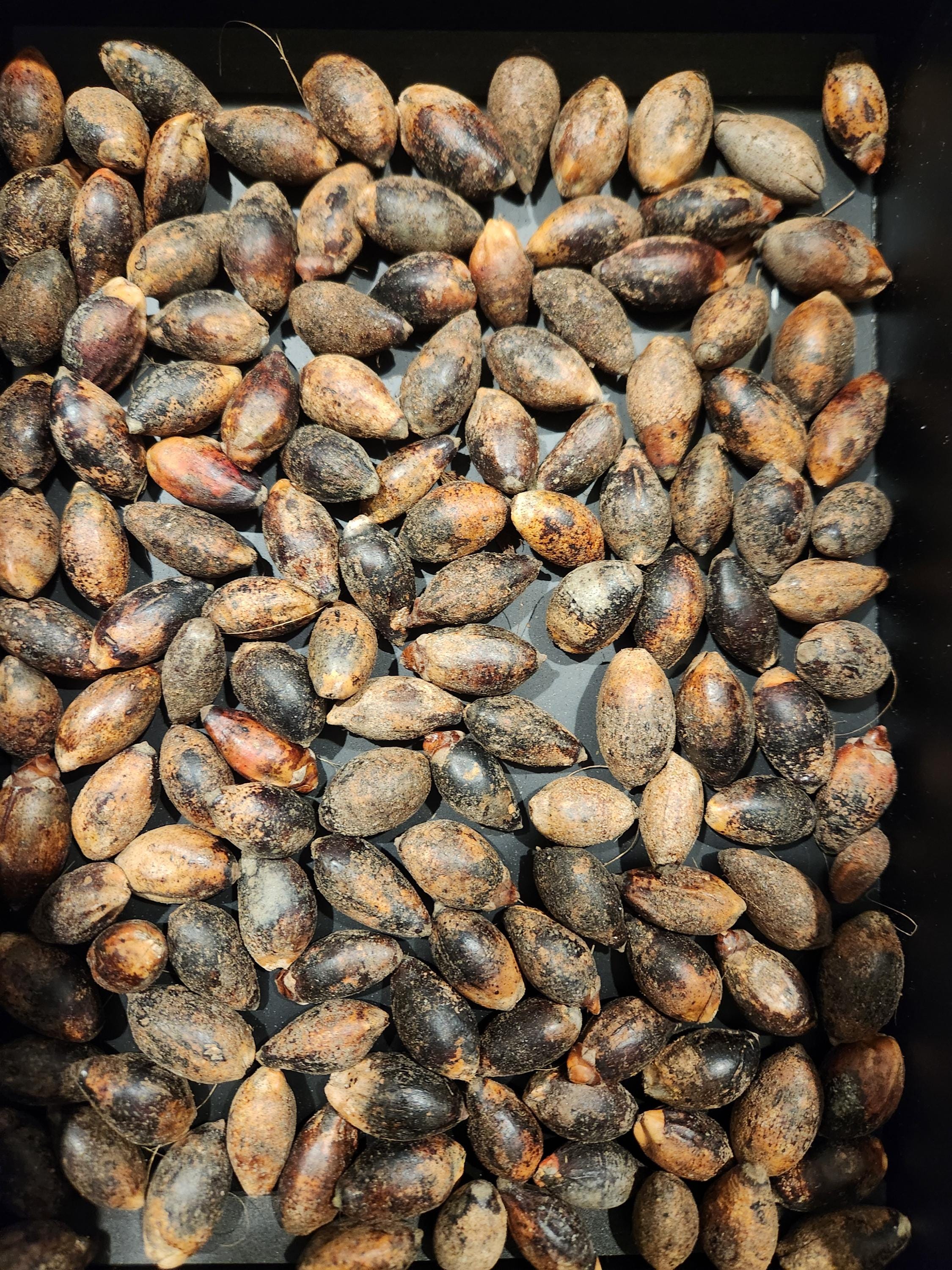 Kentia Palm Seed