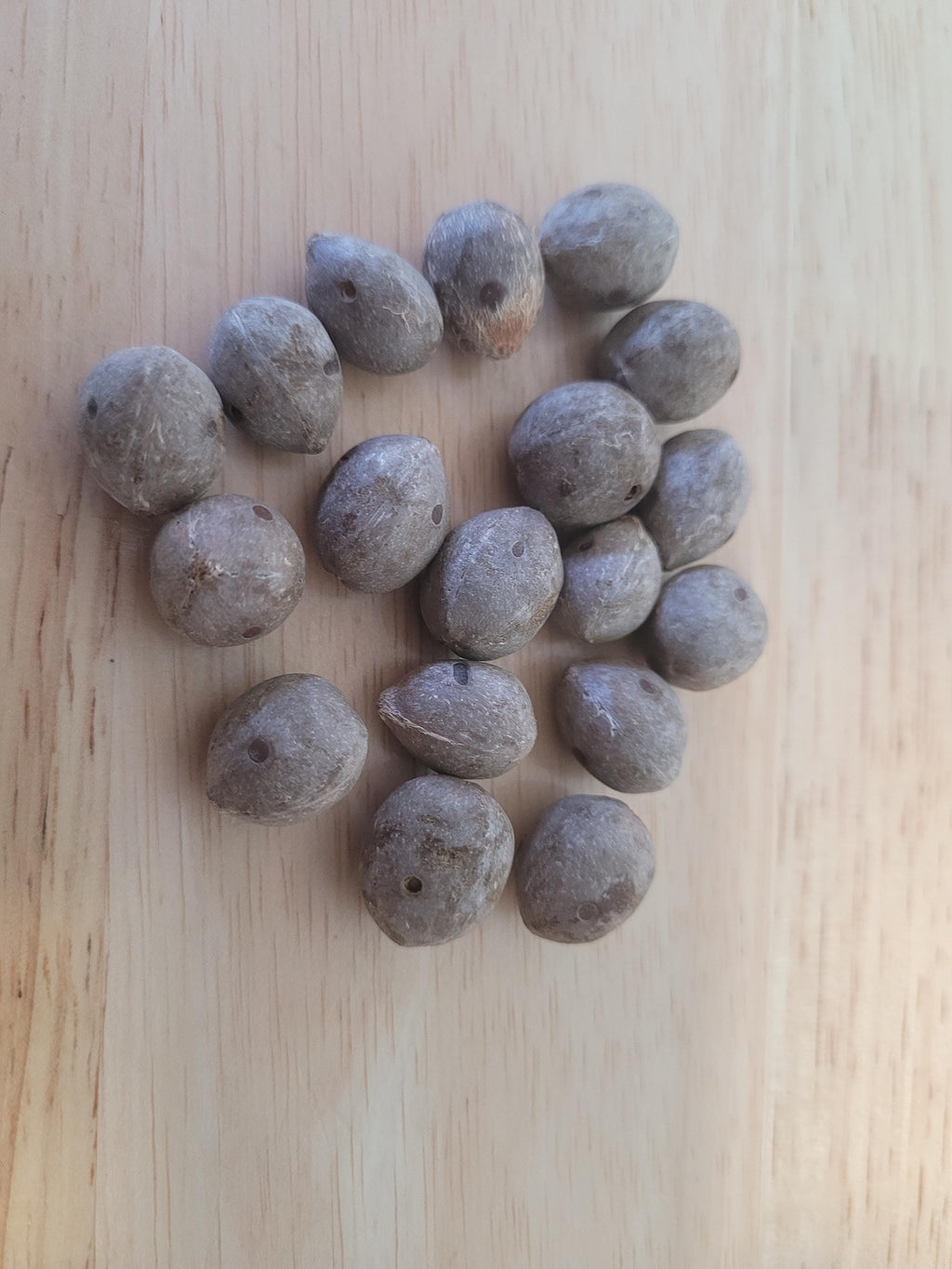Cold Tolerant Palm Seed Bundle