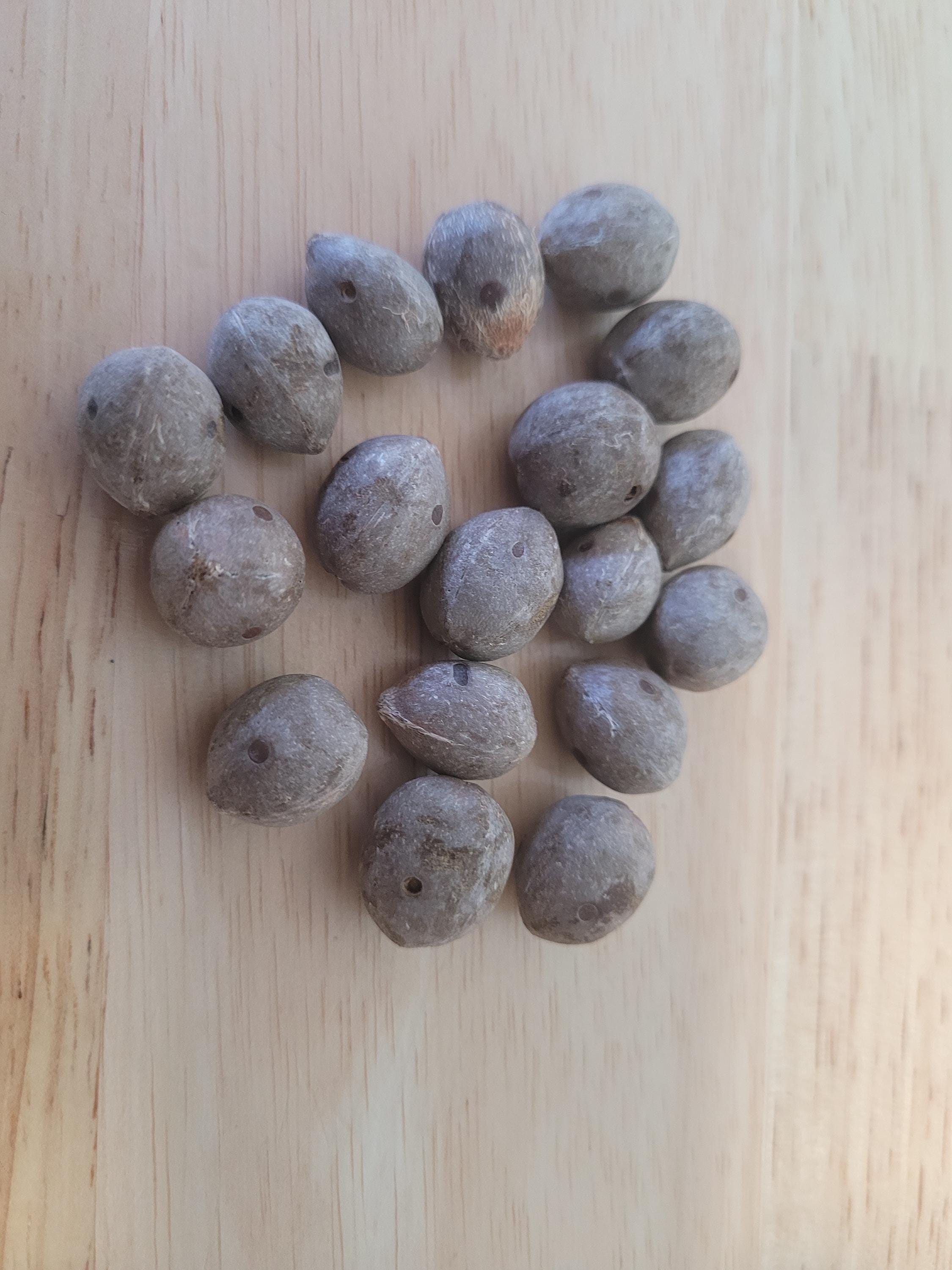 Cold Tolerant Palm Seed Bundle