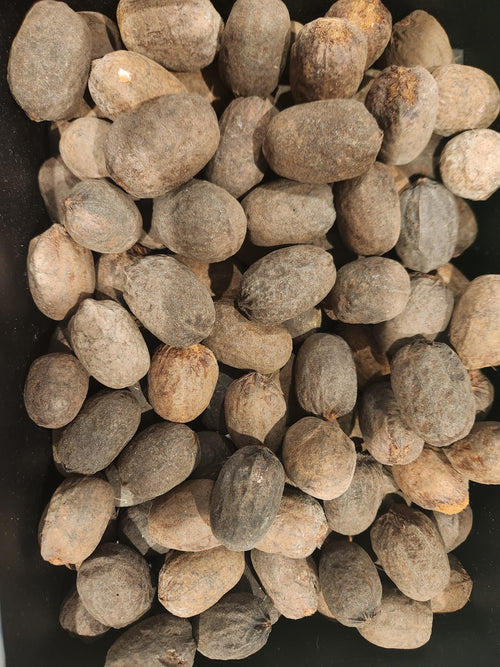 Bismarck Palm Seed