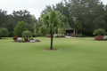 Fountain Palm Seed