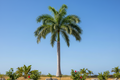 Florida Royal Palm Seed