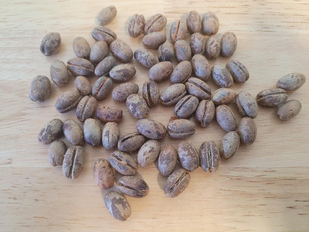 Canary Island Date Palm Seed