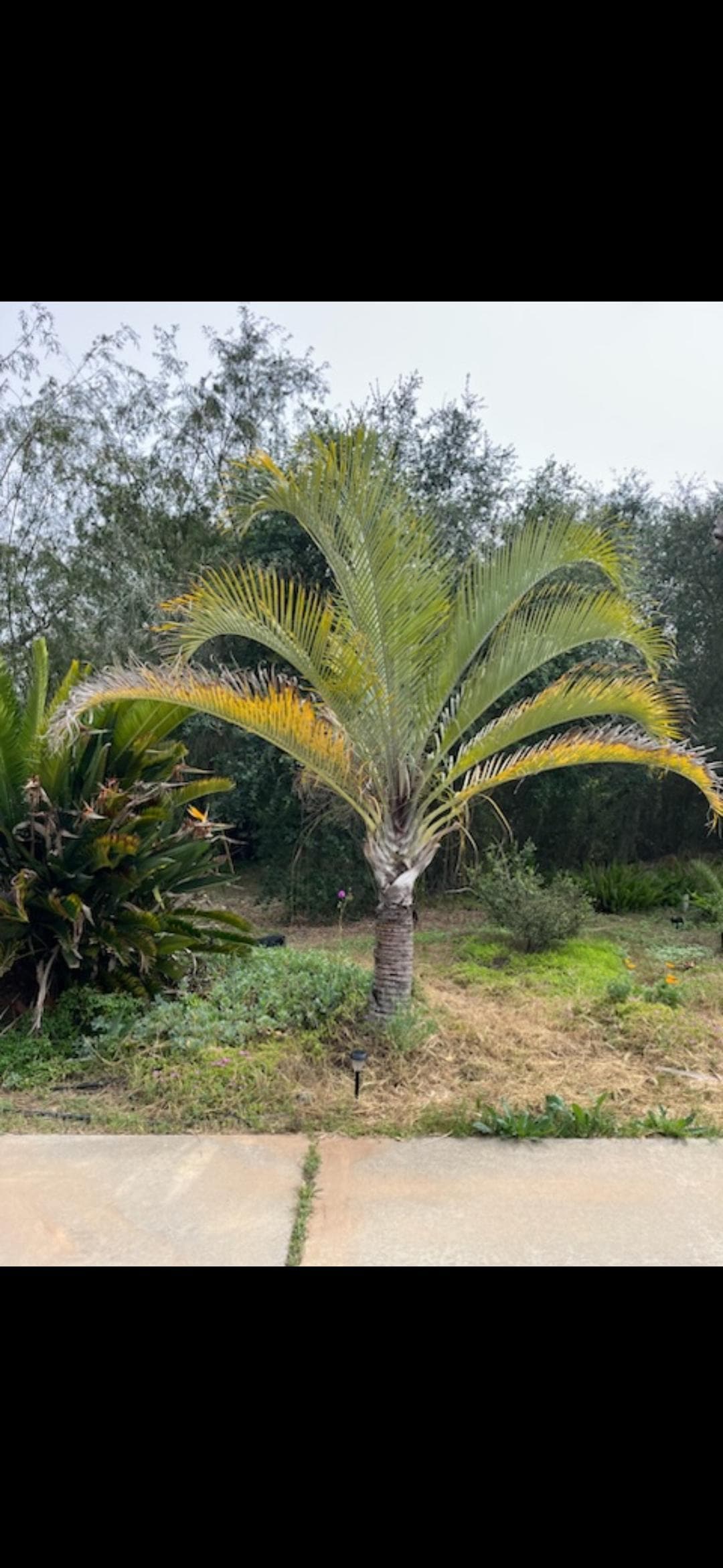 Triangle Palm Seeds