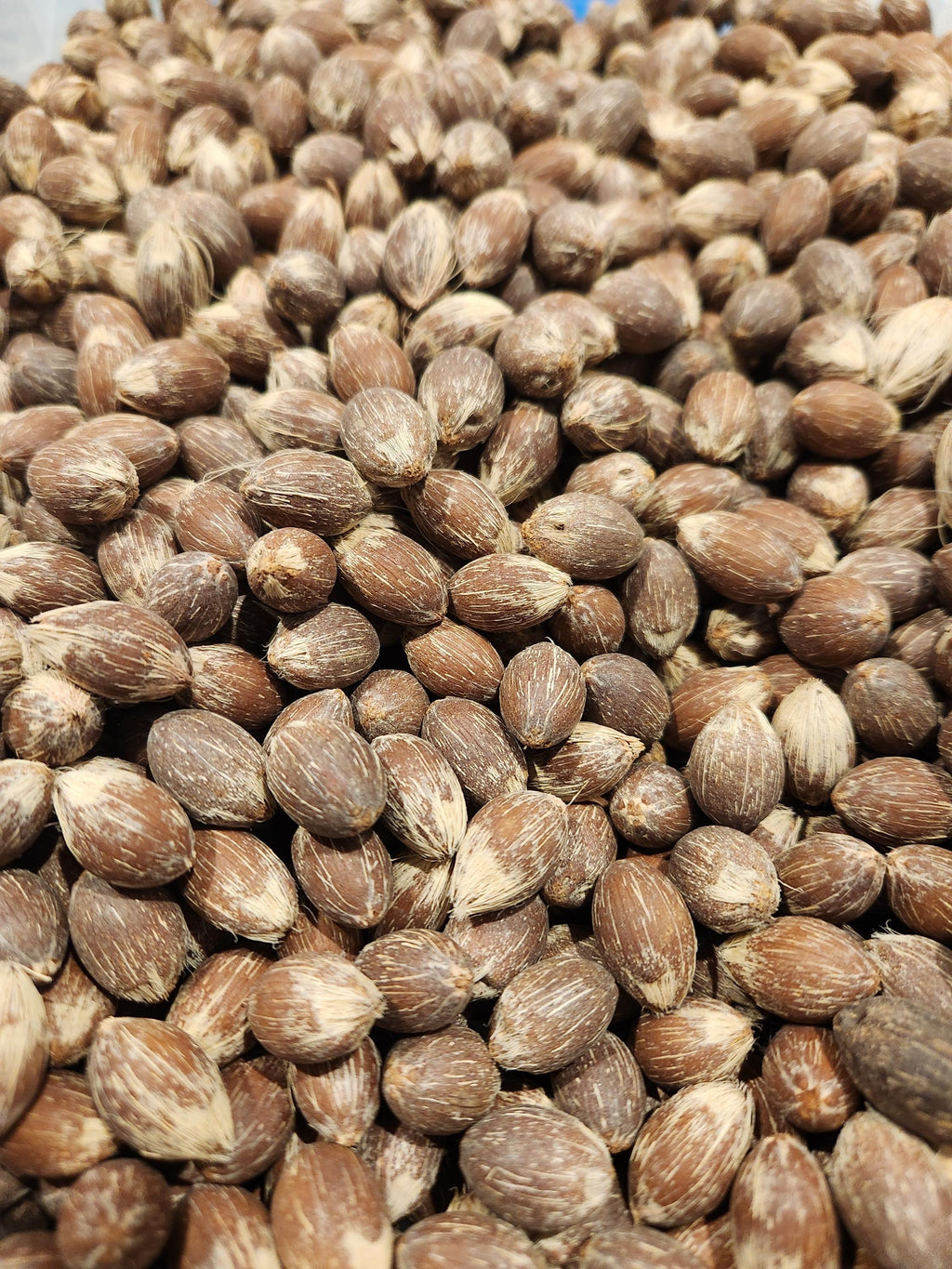 Queen Palm Seed