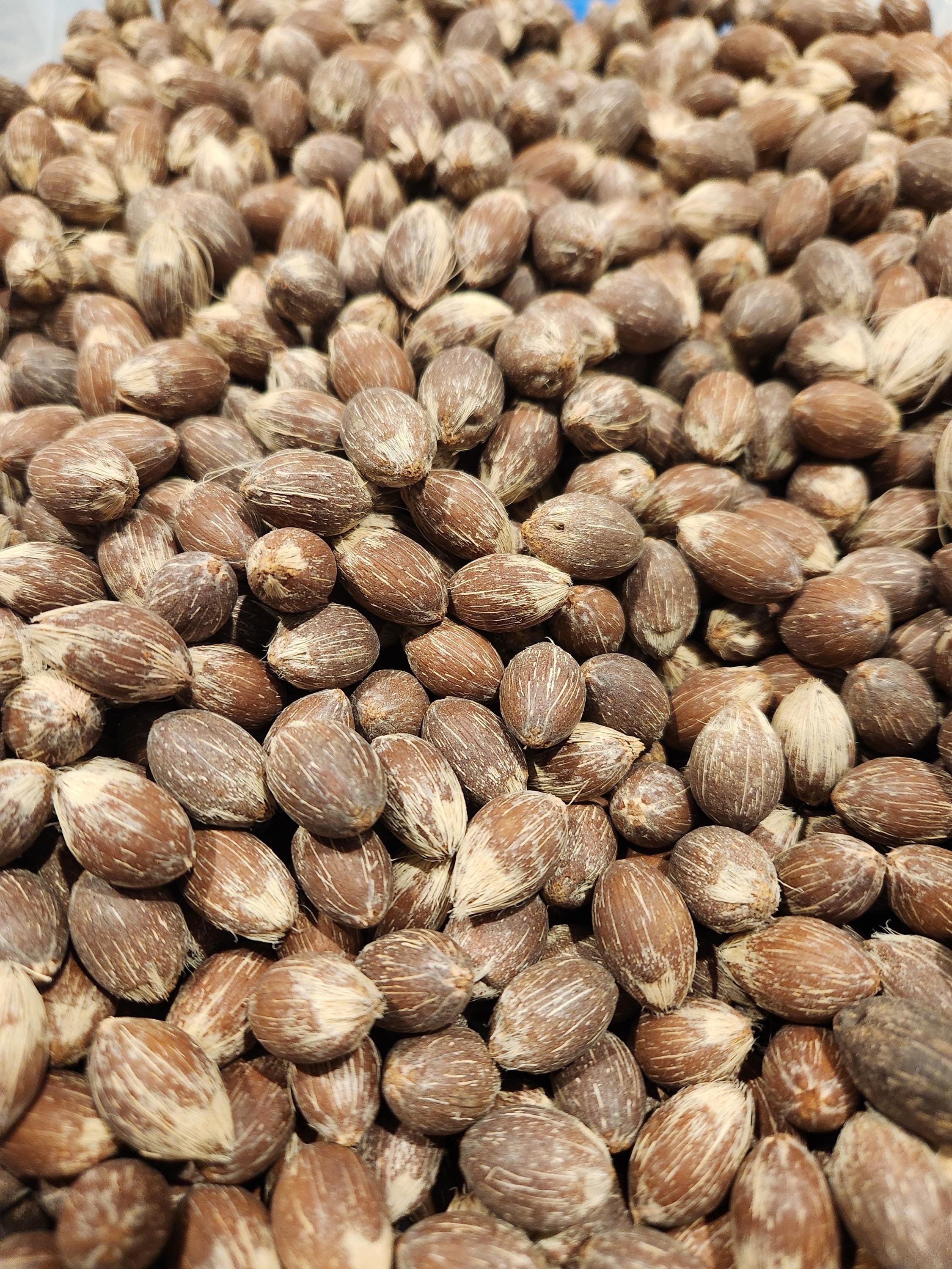 Queen Palm Seed