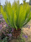 Cycas revoluta × taitungensis × panzhihuaensis Cycad Seeds - Rare