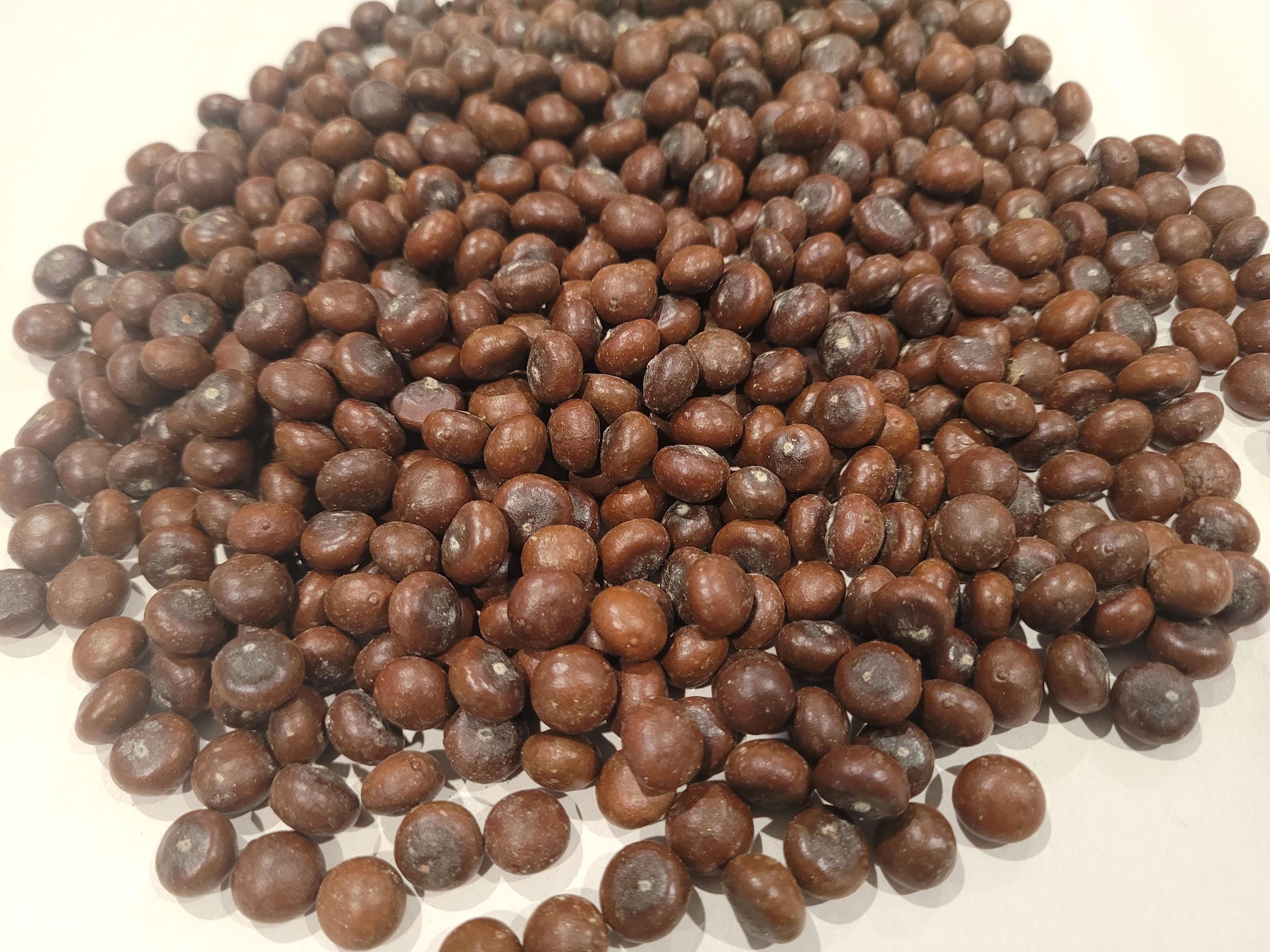 Sabal Riverside Palm Seed