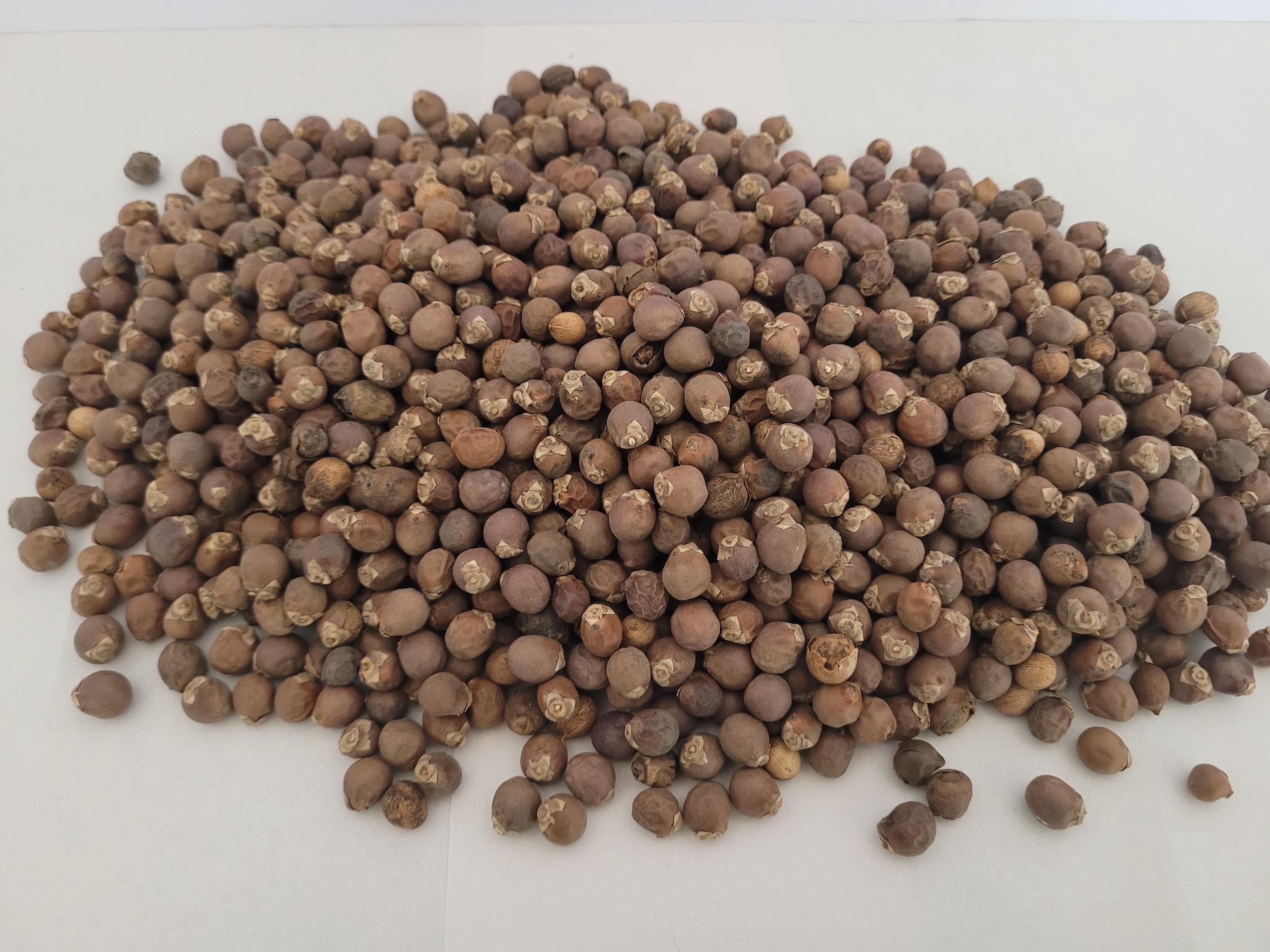 Florida Royal Palm Seed