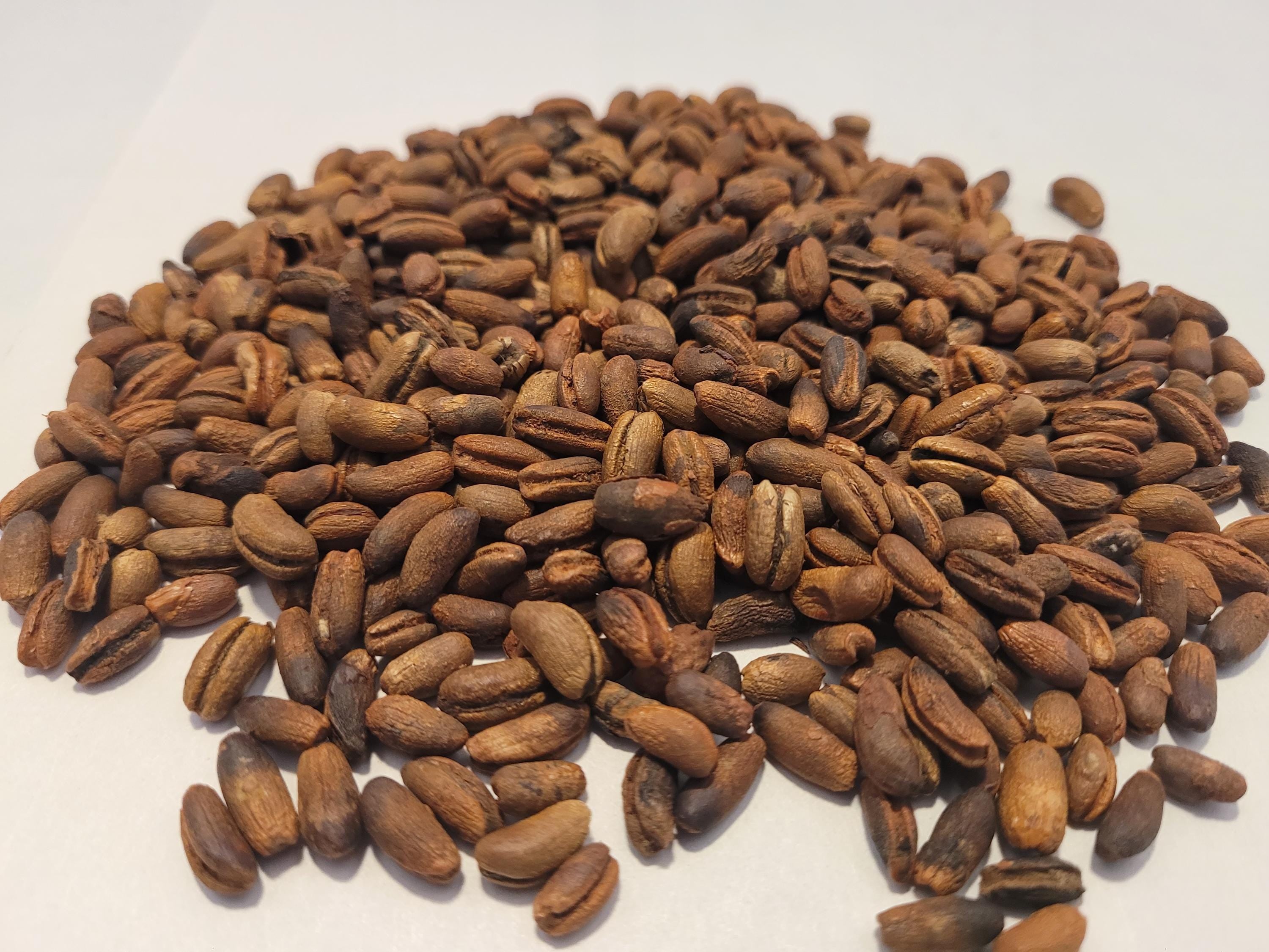 Silver Date Palm Seed
